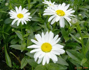 Chrysanthemum Morifolium